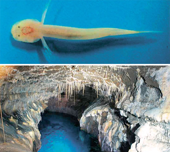 天然記念物第４６６号である済州道（チェジュド）の龍川（ヨンチョン）洞窟湖で、世界的に珍しい魚類が発見された。（写真＝文化財庁）