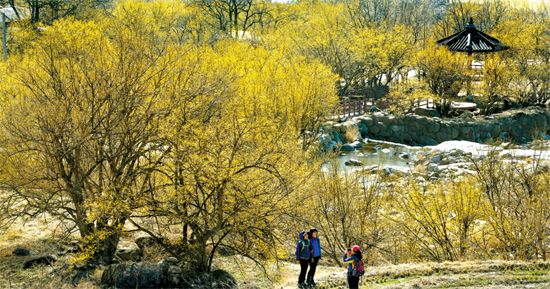 １１日、サンシュユの村として有名な全羅南道求礼郡山洞面バンゴク村。あちこちがサンシュユの黄色に染まり始めている。サンシュユは求礼サンシュユ花祭りが開かれる３月２２－３０日がピーク。