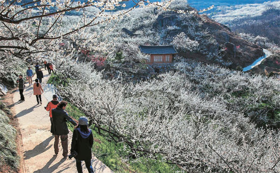 ２３日、全羅南道光陽市ソンジン村の梅の花を見に来た人々。（写真＝光陽市）