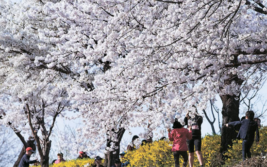 ３０日、ソウル東大門区（トンデムング）の長安（チャンアン）桜通りで桜の花が華麗に咲いている。
