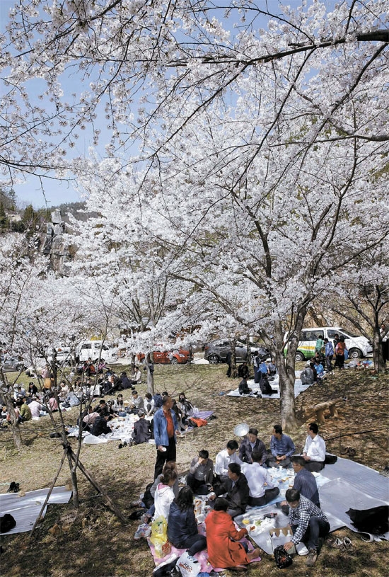 ３日午後、全南康津郡郡東面の金谷寺近くで満開の桜の花の下で住民らが昼食をとっている。（写真＝康津郡）