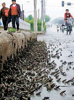 ２００８年５月１２日、中国四川省でマグニチュード７．９の強震が発生する数日前に、ヒキガエル数十万匹が道路を覆いつくして大移動していた。（写真＝中央フォト）