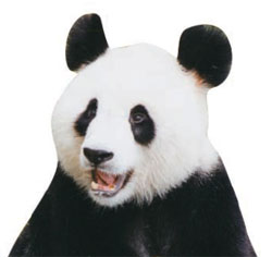 中国を象徴するパンダ