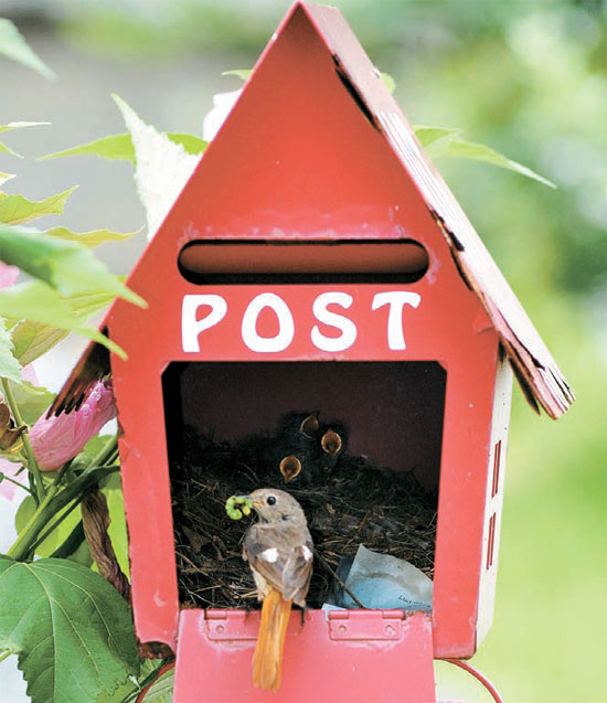 １７日、大田市木達洞のある農家の郵便ポストにジョウビタキのつがいが巣を作って子を産み、母鳥がエサを運んでいる。
