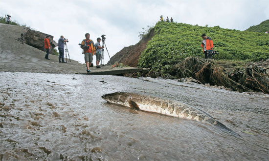 ２１日午前、慶尚北道永川市の槐淵貯水池が決壊し、貯水池水と一緒に流された１匹のライギョが打ち上げられている。