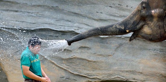 として、象の「ハティ」が飼育係のパク・ジョンウクさんに水をかけている。（写真提供＝エバーランド）