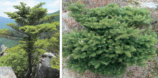 米国や欧州でクリスマスツリーとして人気を呼んでいるチョウセンシラベ（朝鮮白檜）。左側は国立樹木院が霊鷲山（ヨンチュクサン）で見つけた自生種で、右側は抱川（ポチョン）の平康（ピョンガン）植物園が英国から持ってきた園芸種だ。（写真＝国立樹木院・国立生物資源館）