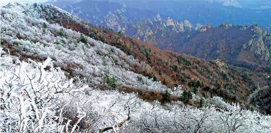１４日午前、江原道の雪岳山の木々に着氷した霧氷の様子。（写真提供＝雪岳山国立公園事務所）
