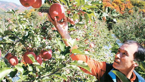 慶尚北道栄州（キョンサンブクド・ヨンジュ）のリンゴ畑でソン・ヒモ氏（５６）がオメガ３のリンゴを収穫している。ソン氏は「来年にはオメガ３の含有量をさらに増やす」と話した。