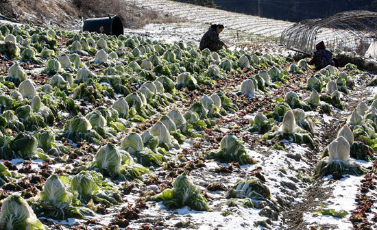 １８日、農業従事者がかちかちに凍りついた白菜の中で中の葉が生きているものを選んでいる。