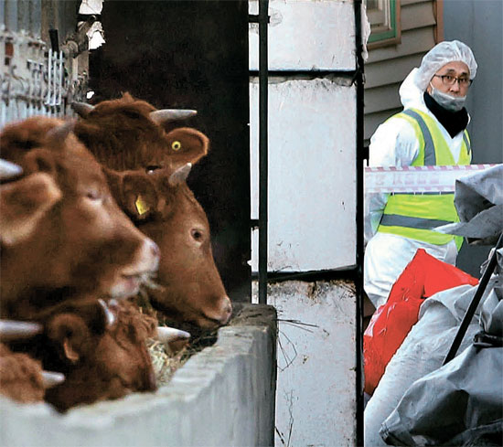 ６日、京畿道安城のある畜産農家で防疫関係者が畜舎を調べている。
