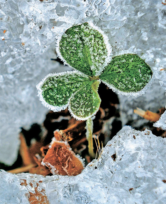 ２８日午前、押し寄せてきた寒波で霜をかぶった大田・九峰山の四つ葉のクローバー。