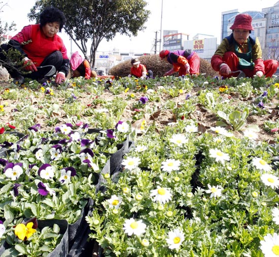 ９日、光州市龍鳳洞の道路脇で北区庁の職員と労働者が春の花を植えている。