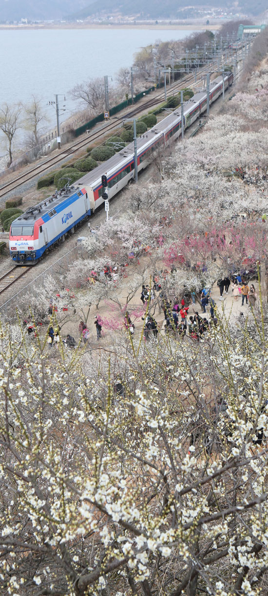 行楽客が開花した梅の花を見ながら春を満喫している。