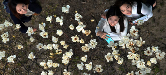 １７日、　大田市九城洞のＫＡＩＳＴ校庭で女子学生が満開の木蓮に顔をほころばせている。