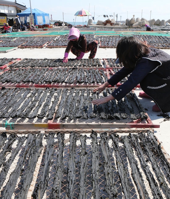 ２４日、釜山市機張郡蓮花里の埠頭で漁民が天然岩ワカメと養殖ワカメを乾燥させている。