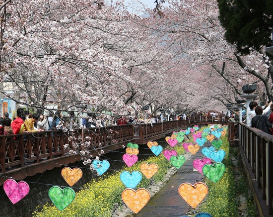 ２９日、全国から駆けつけた花見客が満開となった桜を見て春の気配を満喫している。