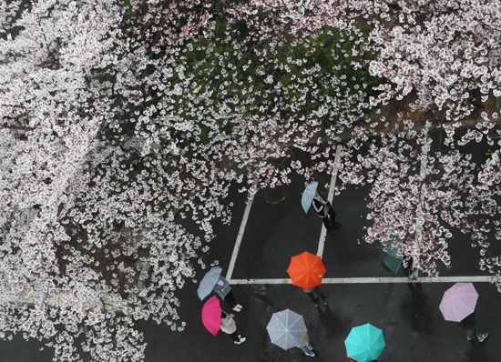 ３１日、釜山市にある釜山経済大学・龍塘キャンパスに咲いた桜の木の下を傘を差した学生たちが通りすぎている。
