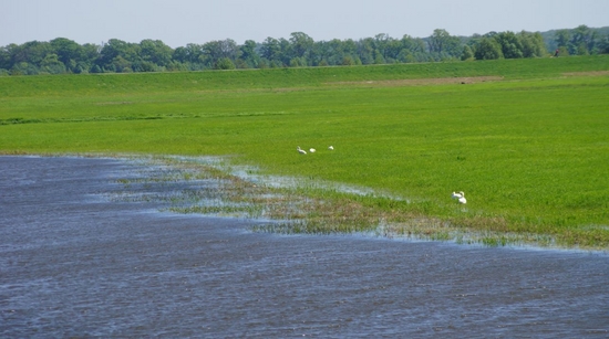 ラムサール条約湿地に登録された済州島のスムンムルベンディ。