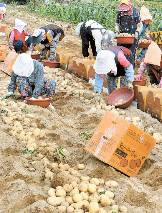 ２１日、慶尚北道高霊郡開津面のジャガイモ畑で収穫作業をしている農家の人たち。