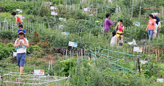 ３０日、大邱市寿城区の都市菜園の様子。