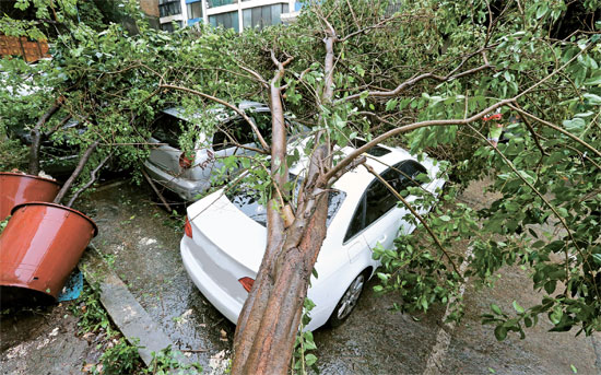 ２５日午前、釜山市釜山鎮区のあるアパート団地で台風１５号がもたらした強風のため倒れた木が車両３台を襲った。