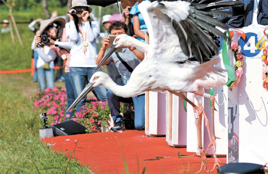 ３日、忠清南道礼山のコウノトリ公園で「韓半島のコウノトリ野生復帰の第一歩！コウノトリ自然放鳥行事」行われ、成鳥６羽と幼鳥２羽の合計８羽が放鳥された。