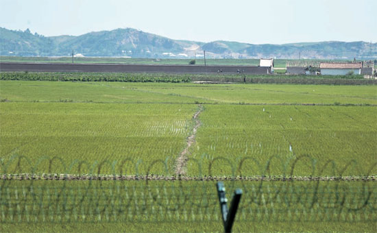 鴨緑江の堆積で中国丹東とつながっている北朝鮮の黄金坪。境界は目の前の鉄条網だ。