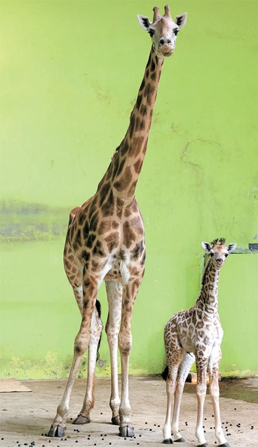 ソウル大公園で７月９日に生まれた雄キリン「エルサ」（右）と母キリン「ファンヒ」。（写真＝ソウル大公園）