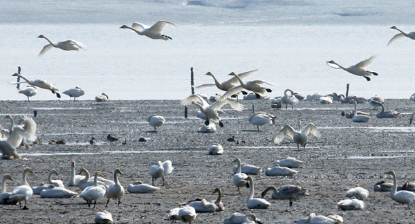 ５日、越冬のために全羅南道の康津湾を訪れた大きな白鳥（写真＝康津郡）
