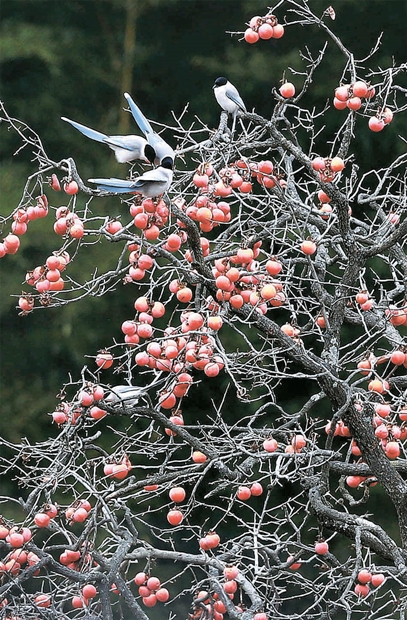 １９日、慶尚南道咸陽郡馬川面の柿の木に座って柿をつついているオナガ。（写真＝咸陽郡）