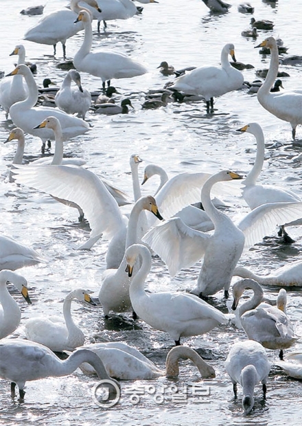 ２７日、渡り鳥の飛来地である洛東江の河口でオオハクチョウ数羽がたわむれている。