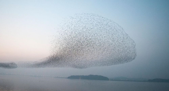 ５日、全羅北道群山市羅浦面シプジャドゥルニョクでトモエガモの群れが空中で舞うように飛んでいる。（写真＝群山市）