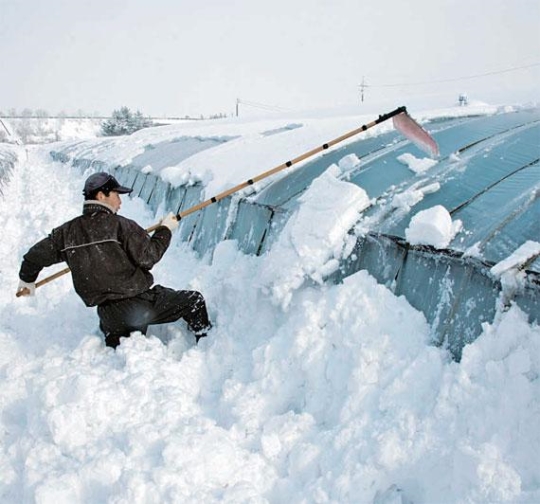全羅南道潭陽（タムヤン）の農民がビニールハウスに積もった雪を落としている。