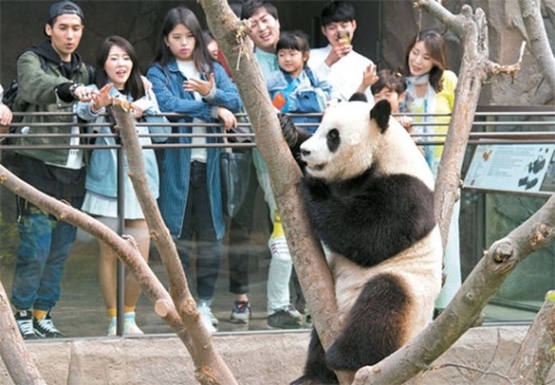 中国の習近平国家主席が韓国・中国間の友情の象徴として寄贈したパンダ。オスのパンダ「ローバオ（楽宝）」が木に登っている。（写真＝エバーランド）