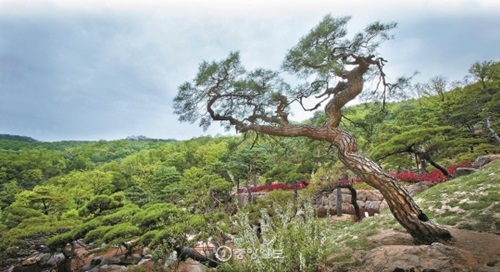 今月３日、昆池岩・和談森に「未完成の松の庭園」が開場した。松を芸術作品のように鑑賞して散歩する庭園だ。