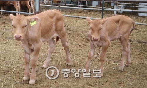 「スーパー韓牛」の遺伝子を受け継いだ雌牛が先月２９日に出産した子牛（出産当時４３キロ、左側）と一般雌牛が２０日出産した子牛（出産当時２３キロ）。