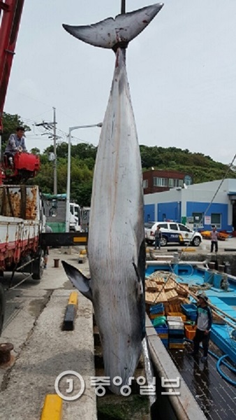 １６日、ユンさんが発見したミンククジラ（写真＝麗水海洋警備安全署）