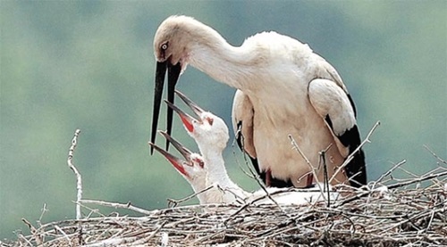 ２２日、忠清南道礼山のコウノトリ公園の巣で親鳥から餌をもらっているコウノトリのひな。（写真＝礼山コウノトリ公園）