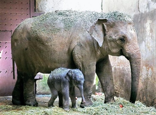 ２４日、アジアゾウのガジャバ（オス、２００４年生まれ）とスゲラ（メス、２００４年生まれ）の間に生まれたゾウの赤ちゃん（中央）。７月末からソウル大公園の大動物館室内で観覧できる。（写真＝ソウル大公園）
