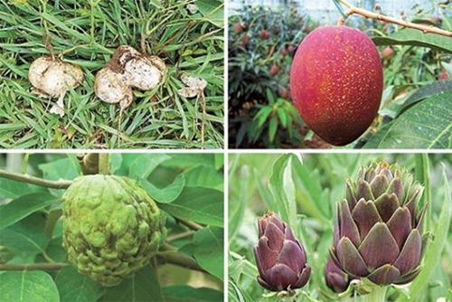 最近、済州道で注目されている亜熱帯作物のヒカマ・アップルマンゴー・アーティチョーク・アテモヤ（小さい写真左上から右回り）。（写真＝温暖化対応農業研究所）