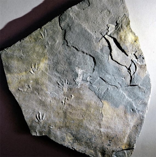 超希少‼‼】カスモサウルス 歯化石 白亜紀後期 モンタナ産 （～7400万年