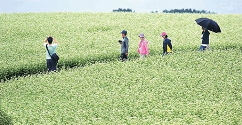 済州市に造成されたソバの花畑の間をカメラを手に散歩する訪問客。（写真＝済州市）