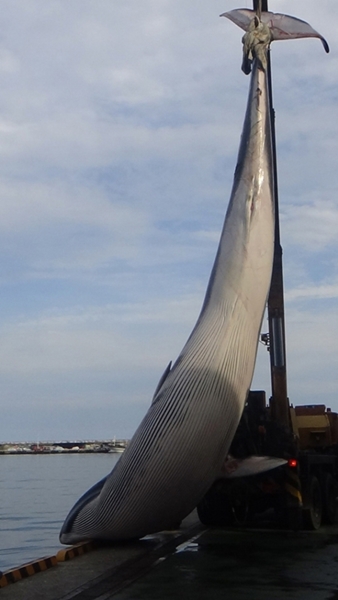 ２５日、韓国漁船の網に死んだ状態でかかっていた体長１１メートルの大型シロナガスクジラ。（写真＝浦項海洋警察）