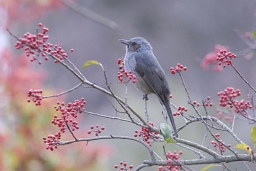済州道を象徴する１１月の鳥に選定されたヒヨドリ。（写真＝暖帯・亜熱帯山林研究所）