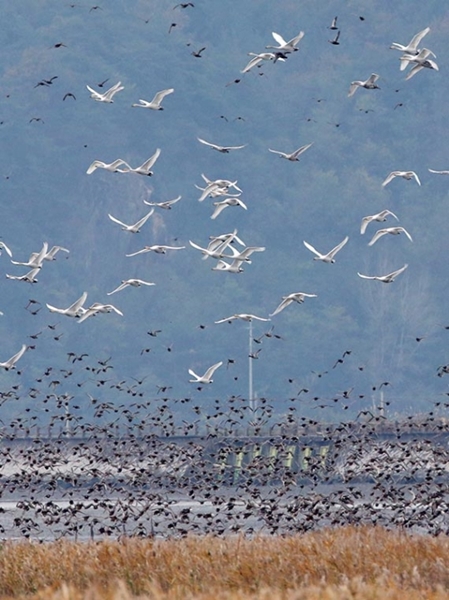 １５日、全羅南道康津郡の康津湾に１０００羽余りの冬の渡り鳥が飛来し、壮観を演出している。（写真＝康津郡）