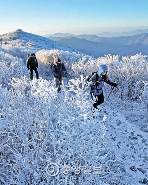 ６日、江原道の太白山・将軍峰一帯に雪が降り、樹霜との美しい風景を演出している。
