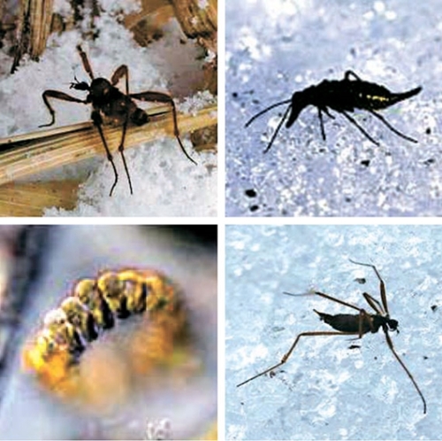 韓国で初めて発見された氷河昆虫と微細藻類。左上から時計回りに、氷河昆虫のＣｈｉｏｎｅａ　ｍｉｒａｂｉｌｉｓ、Ｂｏｒｅｕｓ、Ｃｈｉｏｎｅａ　ｋａｎｅｎｏｉ、微細藻類のＣｙｃｌｏｎｅｘｉｓ　ｅｒｉｎｕｓ（写真＝韓国環境部国立生物資源館）