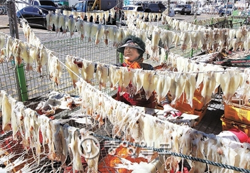 ９日、釜山機張郡大辺港の埠頭で漁民がイカの乾燥作業を行っている。