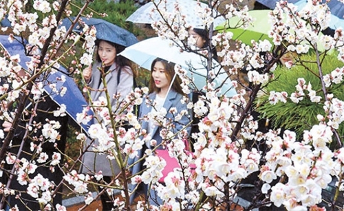 ２２日、釜山市南区の釜山経済大で、傘を差した学生たちが梅の下を歩いている。